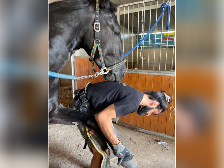 Murgese Gelding 5 years 16 hh Black in Martina Franca