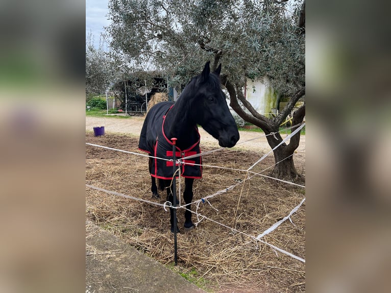 Murgese Gelding 5 years 16 hh Black in Martina Franca