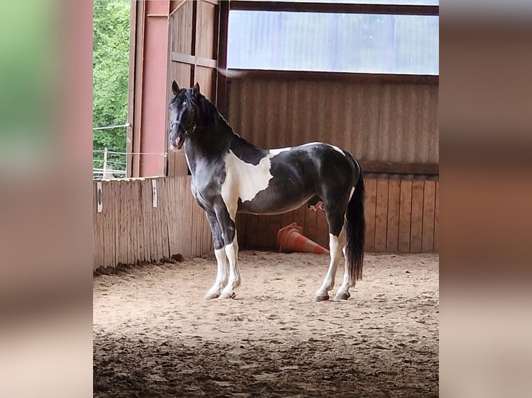 Murgese Mix Gelding 6 years 14.3 hh Pinto in Waake