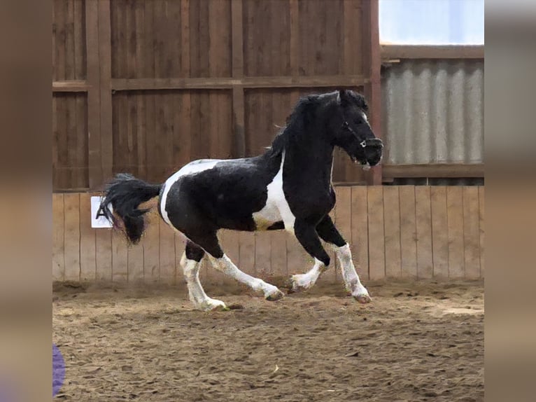 Murgese Mix Gelding 6 years 14.3 hh Pinto in Waake