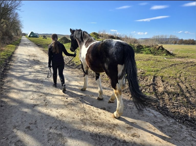 Murgese Mix Gelding 6 years 14,3 hh Pinto in Waake