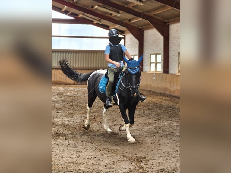 Murgese Mix Gelding 6 years 14,3 hh Pinto in Waake