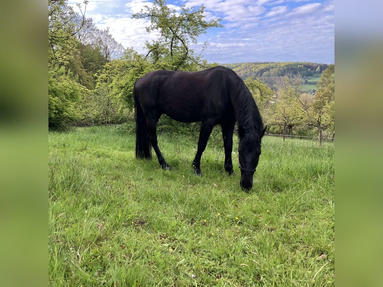 Murgese Gelding 7 years 15.3 hh Black in Blankenbach