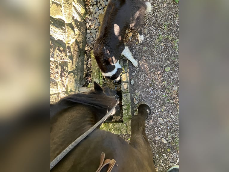 Murgese Gelding 7 years 15.3 hh Black in Blankenbach
