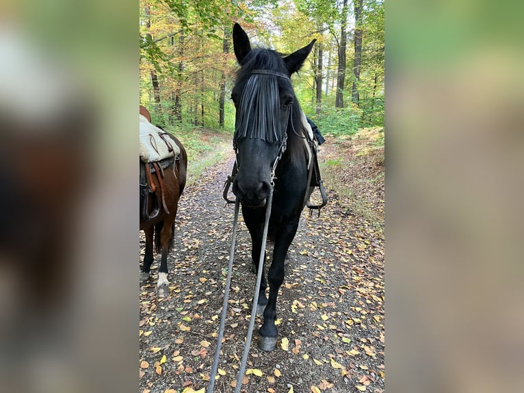 Murgese Gelding 7 years 15.3 hh Black in Blankenbach