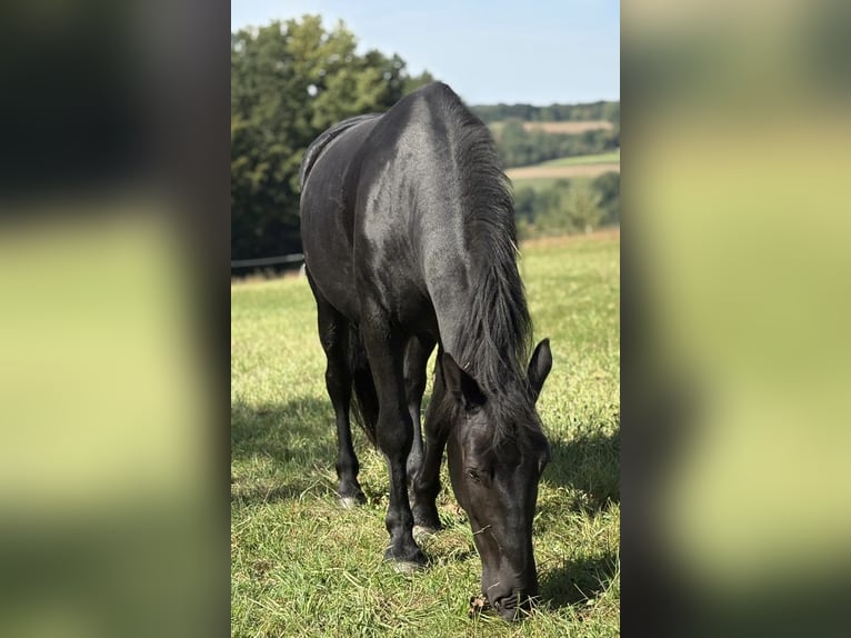 Murgese Gelding 7 years 15.3 hh Black in Blankenbach