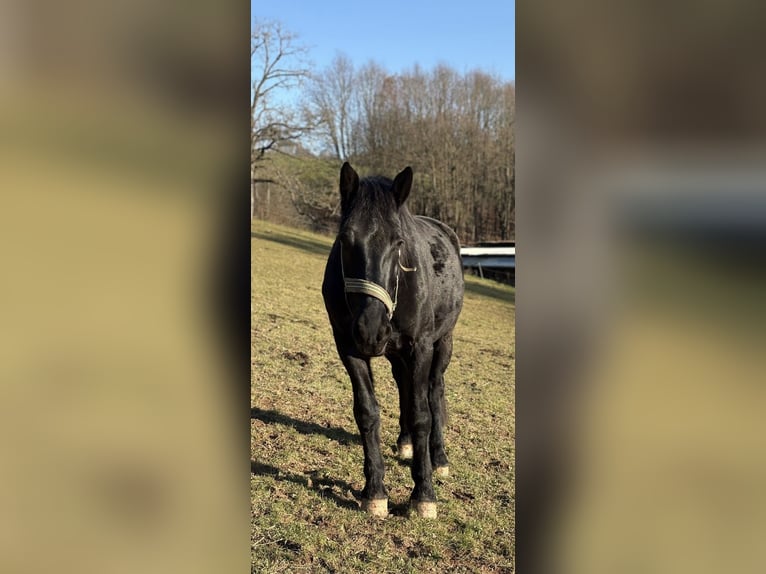 Murgese Gelding 7 years 15.3 hh Black in Blankenbach