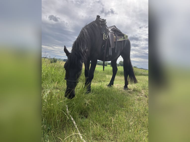 Murgese Gelding 7 years 15.3 hh Black in Blankenbach