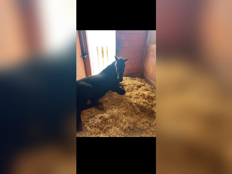 Murgese Gelding 7 years 15,2 hh Black in Kleinwallstadt