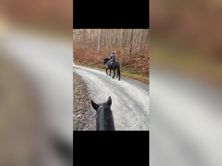 Murgese Gelding 7 years 15,2 hh Black in Kleinwallstadt