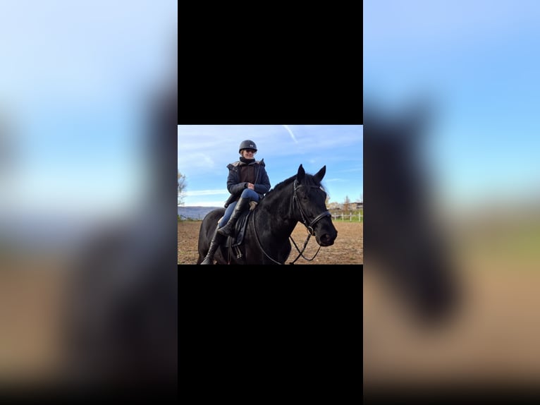 Murgese Gelding 7 years 15,2 hh Black in Kleinwallstadt