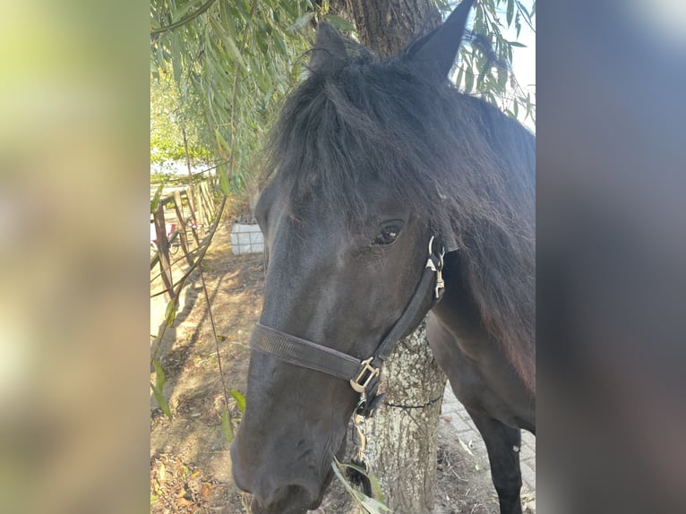 Murgese Gelding 7 years 16 hh Black in Twisk