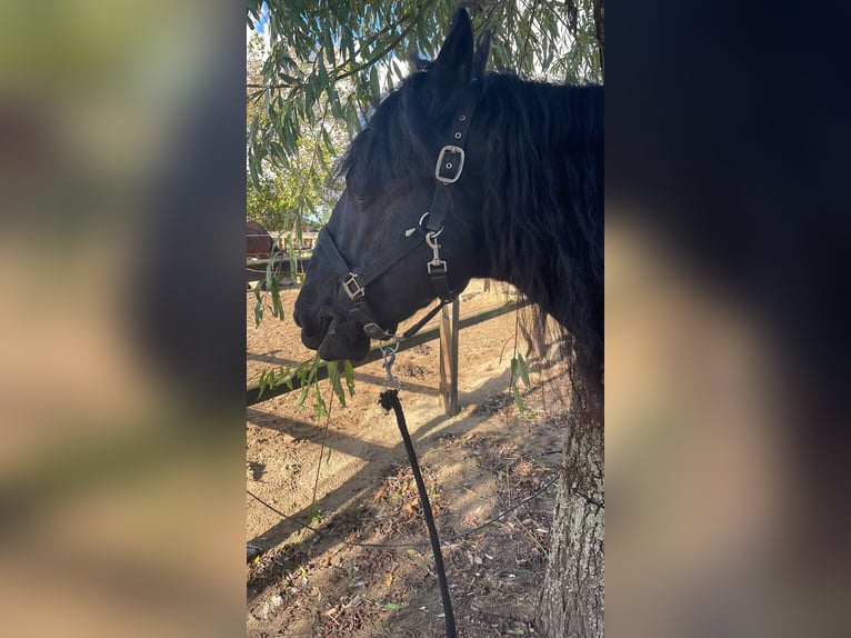 Murgese Gelding 7 years 16 hh Black in Twisk