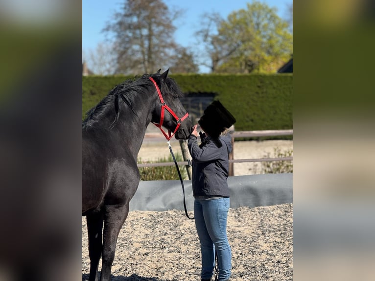 Murgese Gelding 7 years 16 hh Black in Twisk