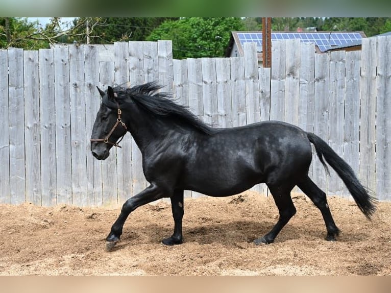 Murgese Gelding 7 years 16,1 hh Black in Martina Franca