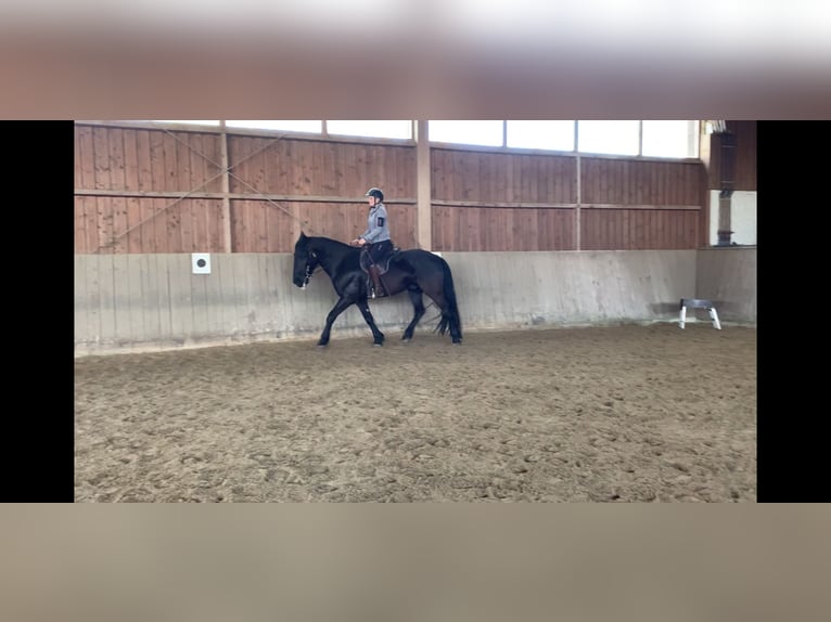 Murgese Gelding 8 years 16 hh Black in Gmund am Tegernsee