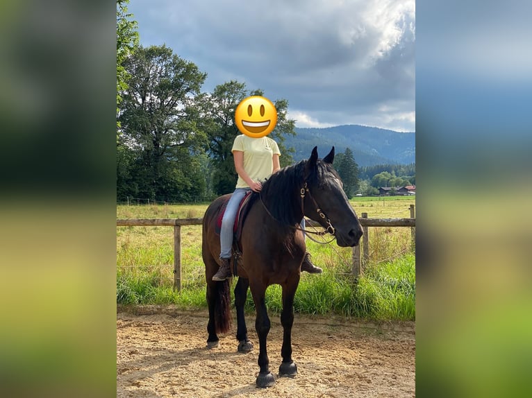 Murgese Gelding 8 years 16 hh Black in Gmund am Tegernsee