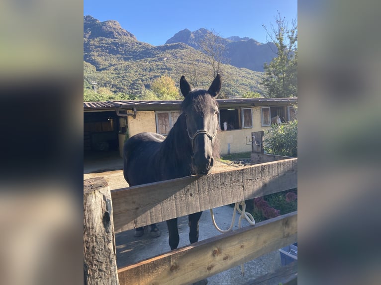 Murgese Giumenta 12 Anni 160 cm Morello in Premosello chiovenda