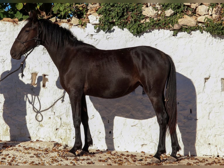 Murgese Giumenta 1 Anno 160 cm Morello in Martina Franca