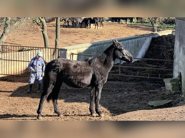 Murgese Giumenta 1 Anno 160 cm Morello in Martina Franca
