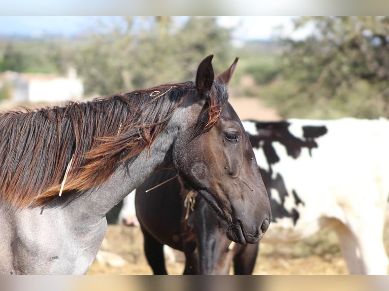 Murgese Giumenta 1 Anno 160 cm Roano blu in Martina Franca