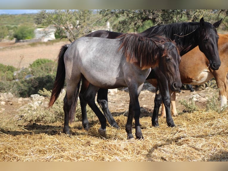 Murgese Giumenta 1 Anno 160 cm Roano blu in Martina Franca