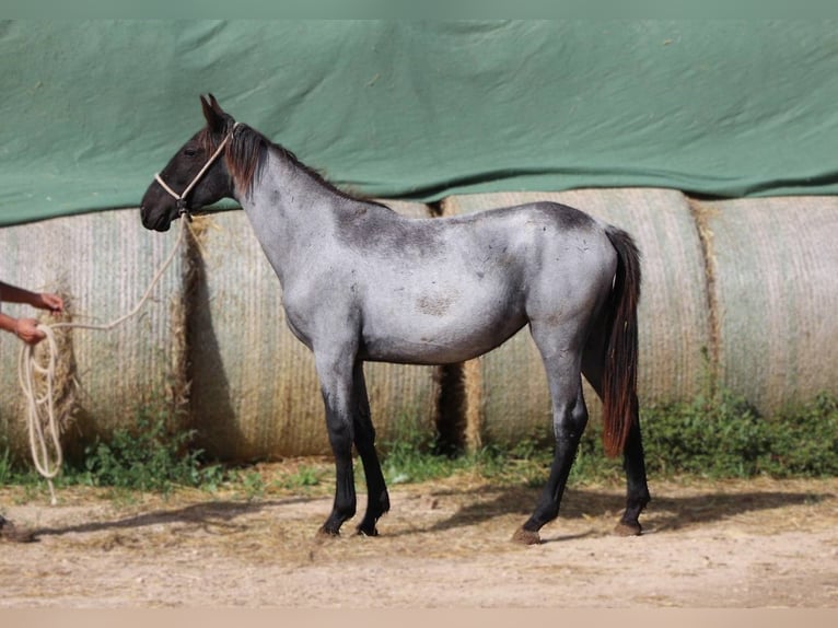 Murgese Giumenta 1 Anno 160 cm Roano blu in Martina Franca