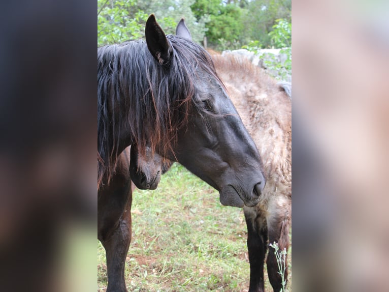 Murgese Giumenta 2 Anni 155 cm Morello in Castellana grotte