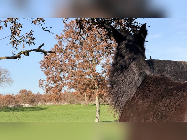 Murgese Giumenta 2 Anni 160 cm Morello in Martina Franca