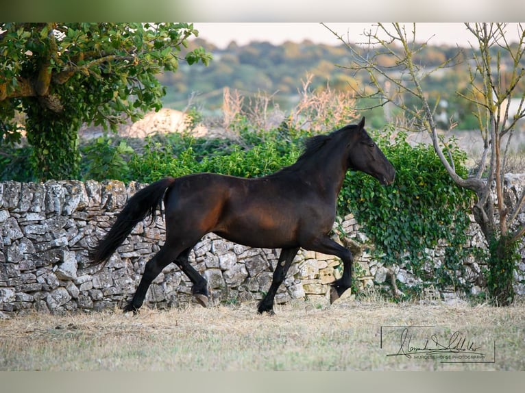 Murgese Giumenta 2 Anni 162 cm Morello in Noci