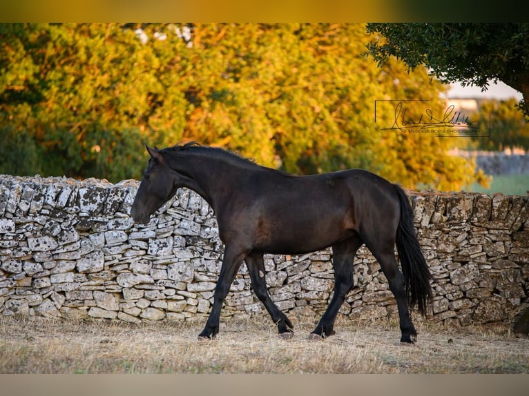 Murgese Giumenta 2 Anni 162 cm Morello in Noci