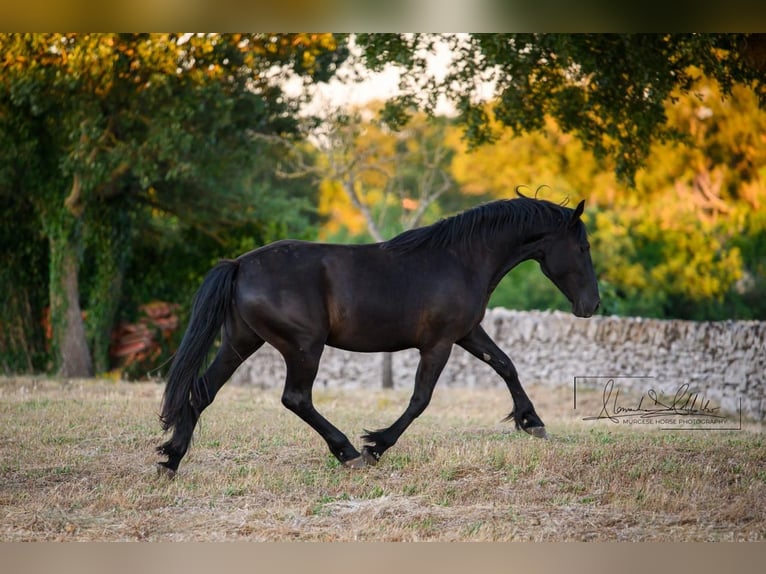 Murgese Giumenta 2 Anni 162 cm Morello in Noci