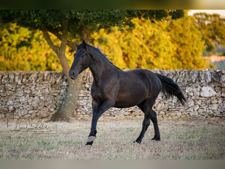 Murgese Giumenta 2 Anni 162 cm Morello in Noci