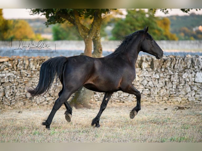 Murgese Giumenta 2 Anni 162 cm Morello in Noci
