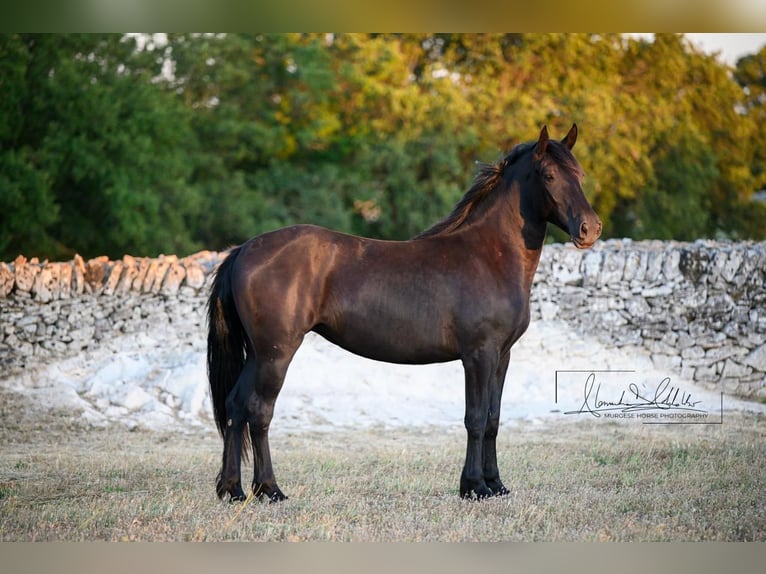 Murgese Giumenta 2 Anni 162 cm Morello in Noci