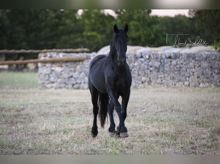 Murgese Giumenta 2 Anni Morello in Noci