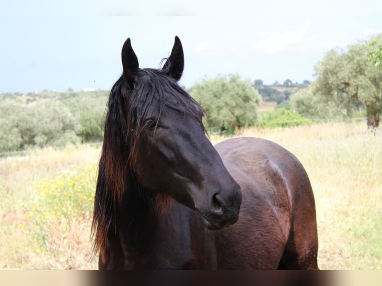 Murgese Giumenta 3 Anni 155 cm Morello in Castellana grotte