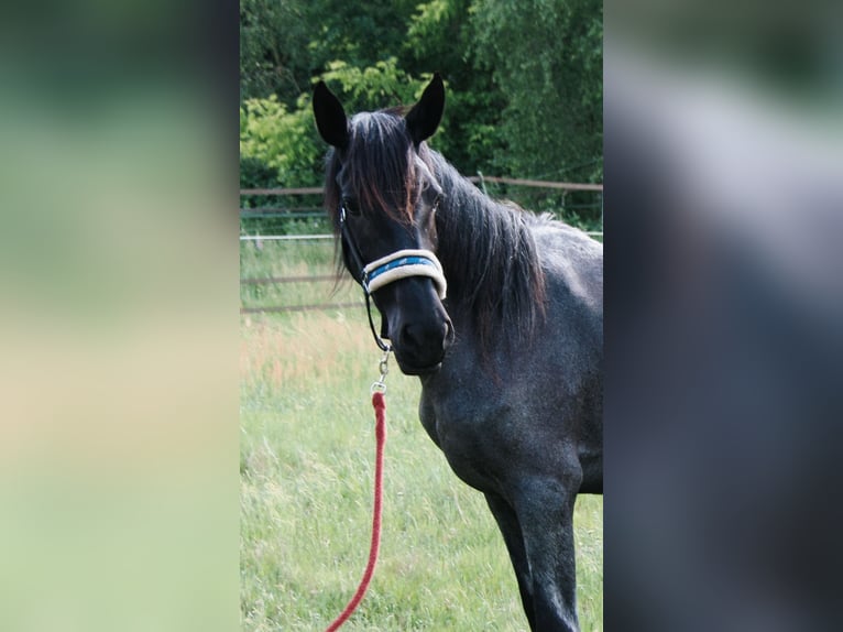 Murgese Giumenta 3 Anni 155 cm Roano blu in Huizen
