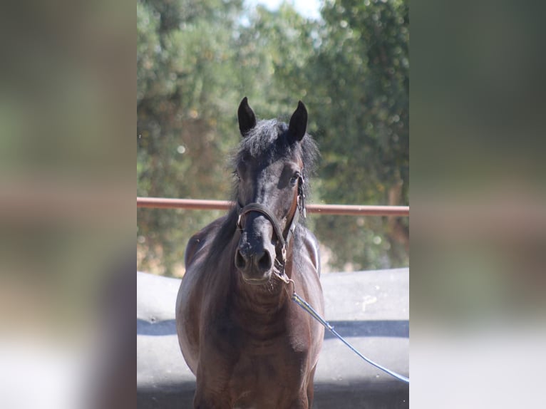 Murgese Giumenta 3 Anni 157 cm Morello in San Paolo