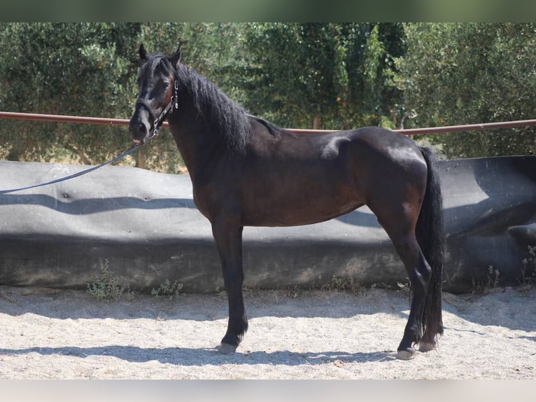 Murgese Giumenta 3 Anni 157 cm Morello in San Paolo