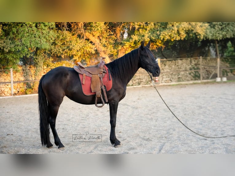Murgese Giumenta 3 Anni 158 cm Morello in Martina Franca