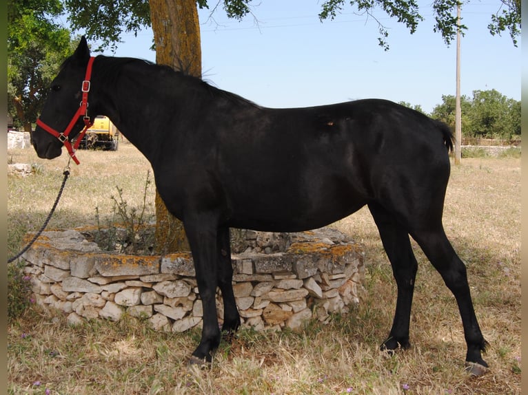 Murgese Giumenta 4 Anni 150 cm Morello in Murgia