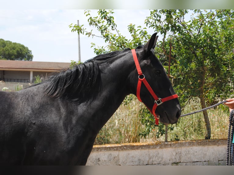 Murgese Giumenta 4 Anni 150 cm Morello in Murgia