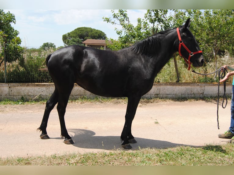 Murgese Giumenta 4 Anni 150 cm Morello in Murgia