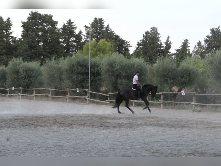 Murgese Giumenta 4 Anni 160 cm Morello in Martina Franca