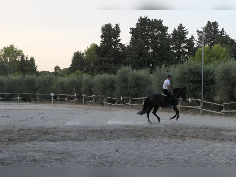 Murgese Giumenta 4 Anni 160 cm Morello in Martina Franca