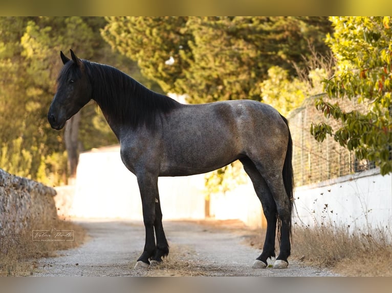 Murgese Giumenta 4 Anni 162 cm  in Martina Franca