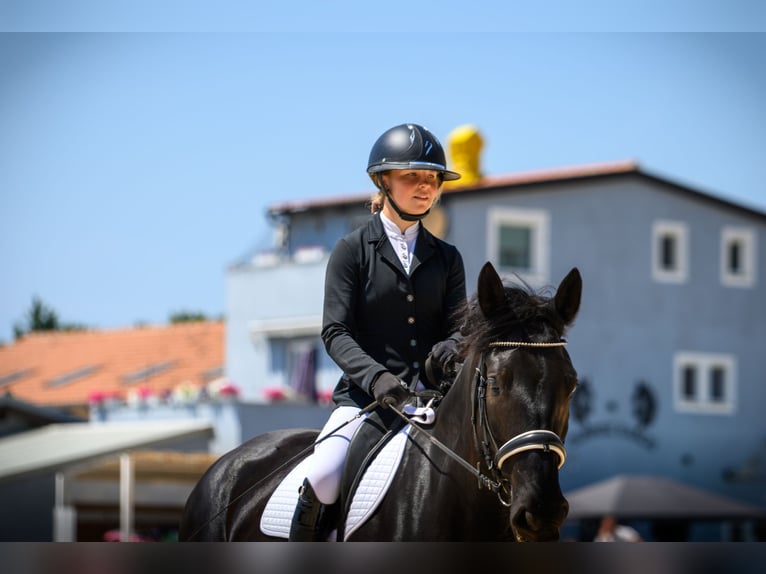 Murgese Giumenta 5 Anni 165 cm Morello in Vinkuran