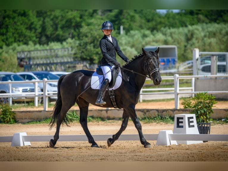 Murgese Giumenta 5 Anni 165 cm Morello in Vinkuran