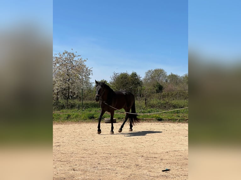 Murgese Giumenta 5 Anni 165 cm Morello in Vinkuran